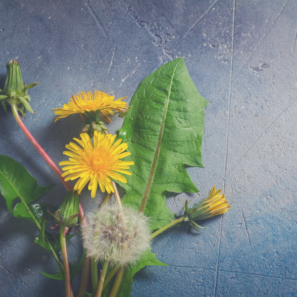 Dandelion: Strength, Perseverance and a Mission for the Planet