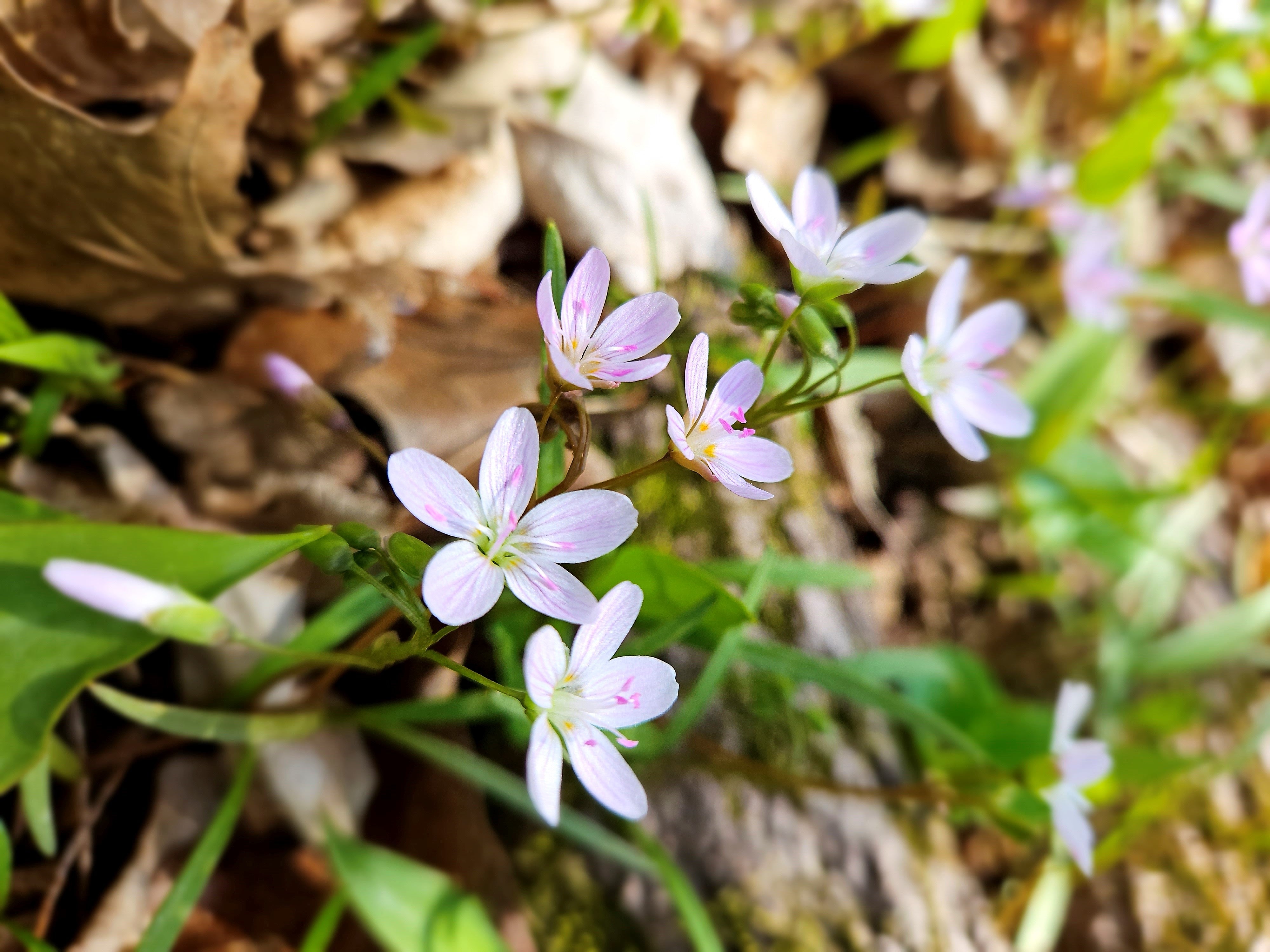Spring Hopfully Let’s Celebrate Spring Flowers! – My Herbal Box